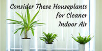 Consider These Houseplants for Cleaner Indoor Air