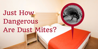 Just How Dangerous Are Dust Mites?